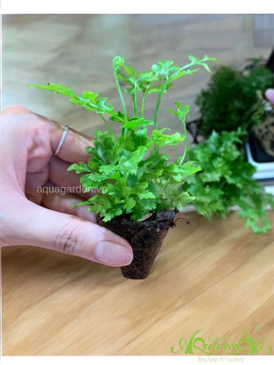 Dương Xỉ Mini - Cây Trồng Terrarium AquaGarden