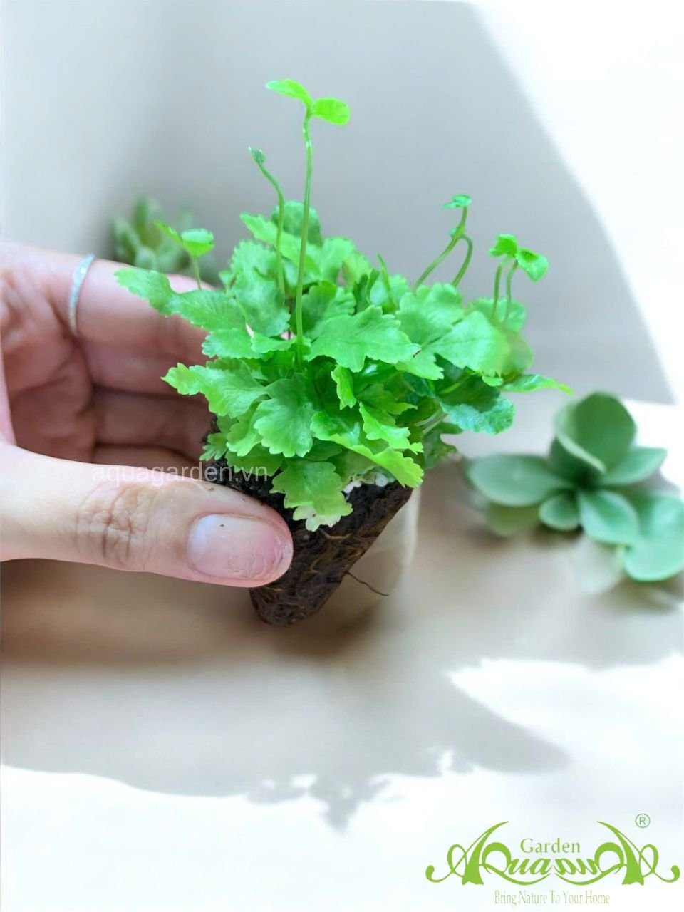 Dương Xỉ Mini - Cây Trồng Terrarium AquaGarden 3