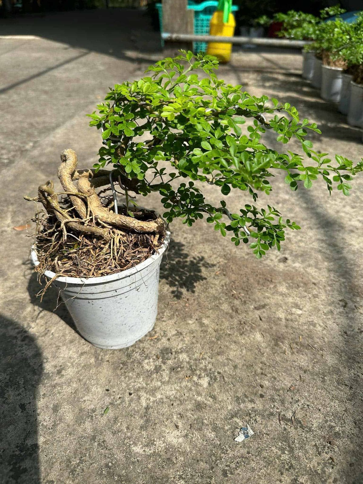 Bonsai - Cây Trồng Terrarium AquaGarden 2