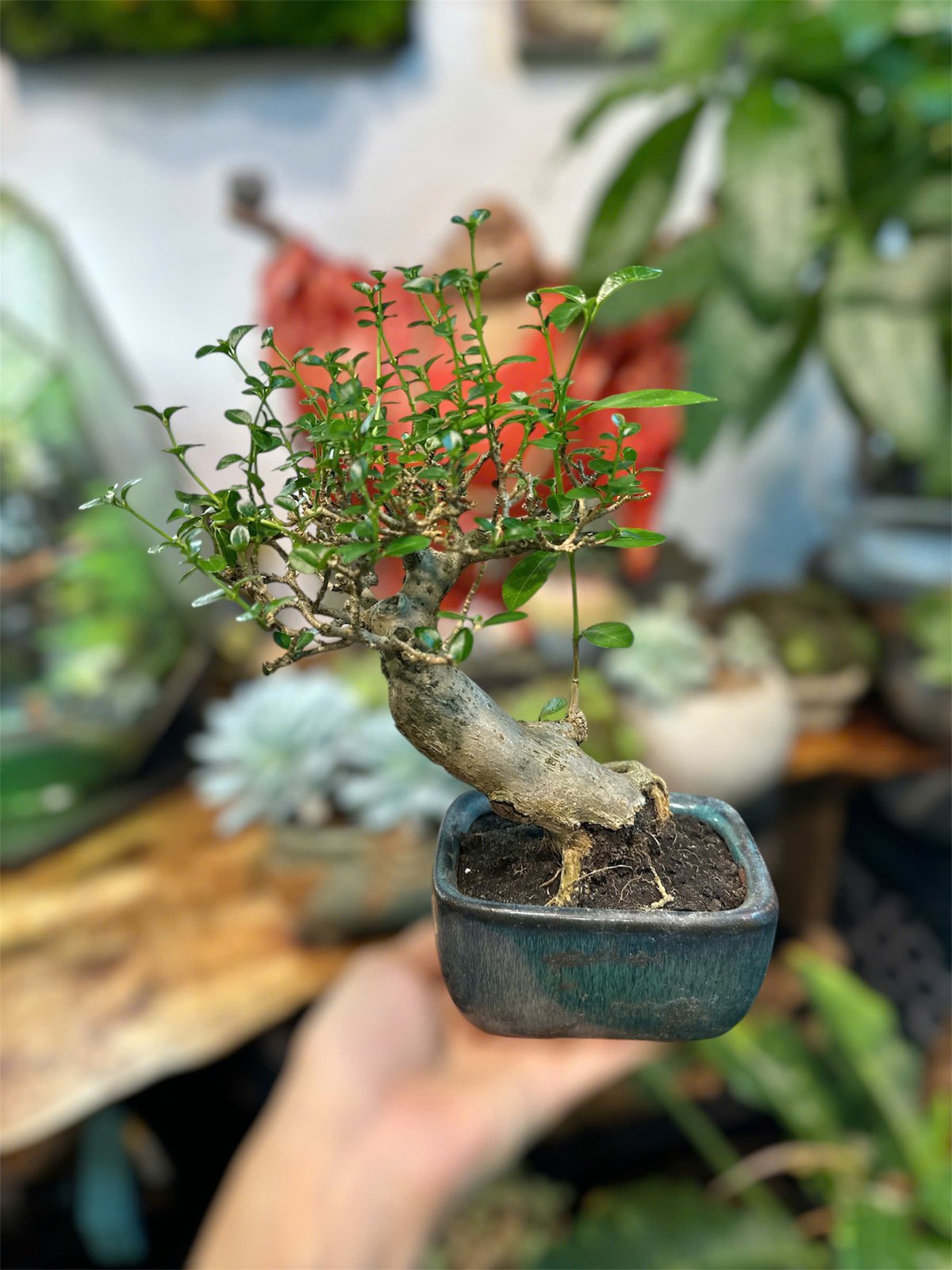 Bonsai - Cây Trồng Terrarium AquaGarden 3