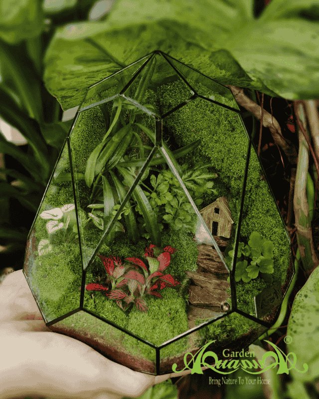 Terrarium 346 - Hometown