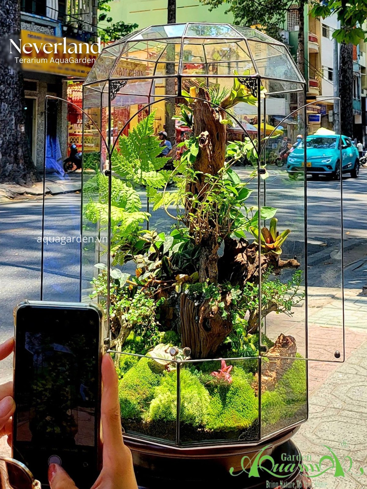 Terrarium 345 - Neveland 2