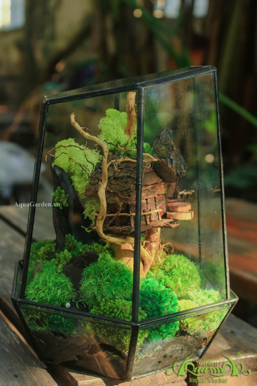 Terrarium 24- Ngôi nhà trên mây 2