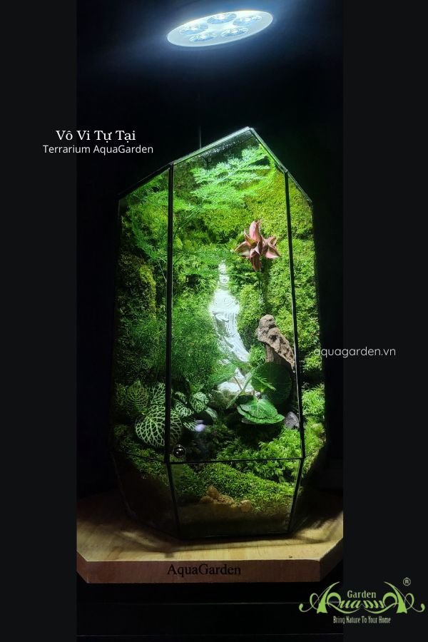 Terrarium 338 -  Vô Vi Tự Tại 2