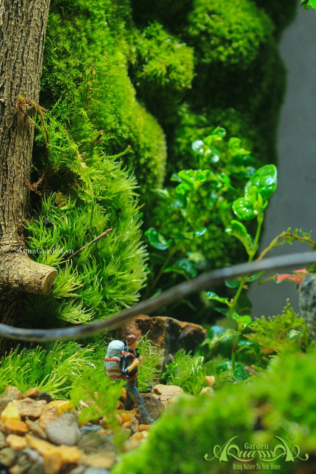 Terrarium 330 - Smultroastalle 3