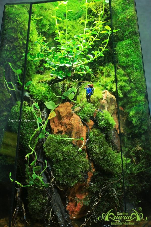 Terrarium 322 - The Climb 2