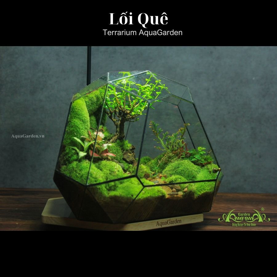 Terrarium 318 - Lối Quê 3
