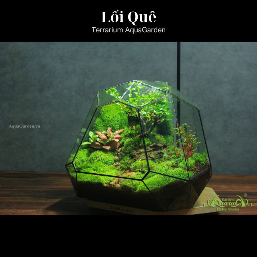 Terrarium 318 - Lối Quê 2
