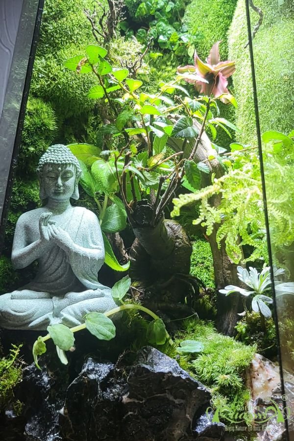 Terrarium 312 - Samandhi (Định) 2