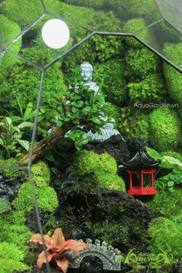 Terrarium 310 - Thiền Tịnh Quán 2