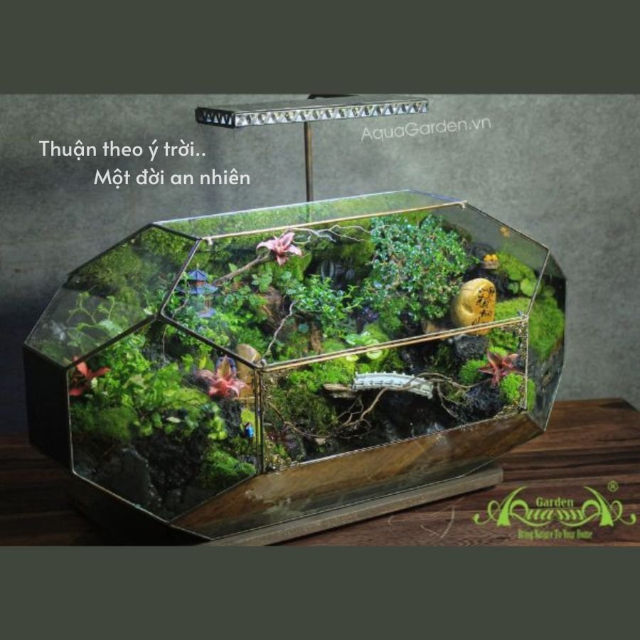 Terrarium 305 - Thuận Theo Ý Trời, Một Đời An Nhiên 2