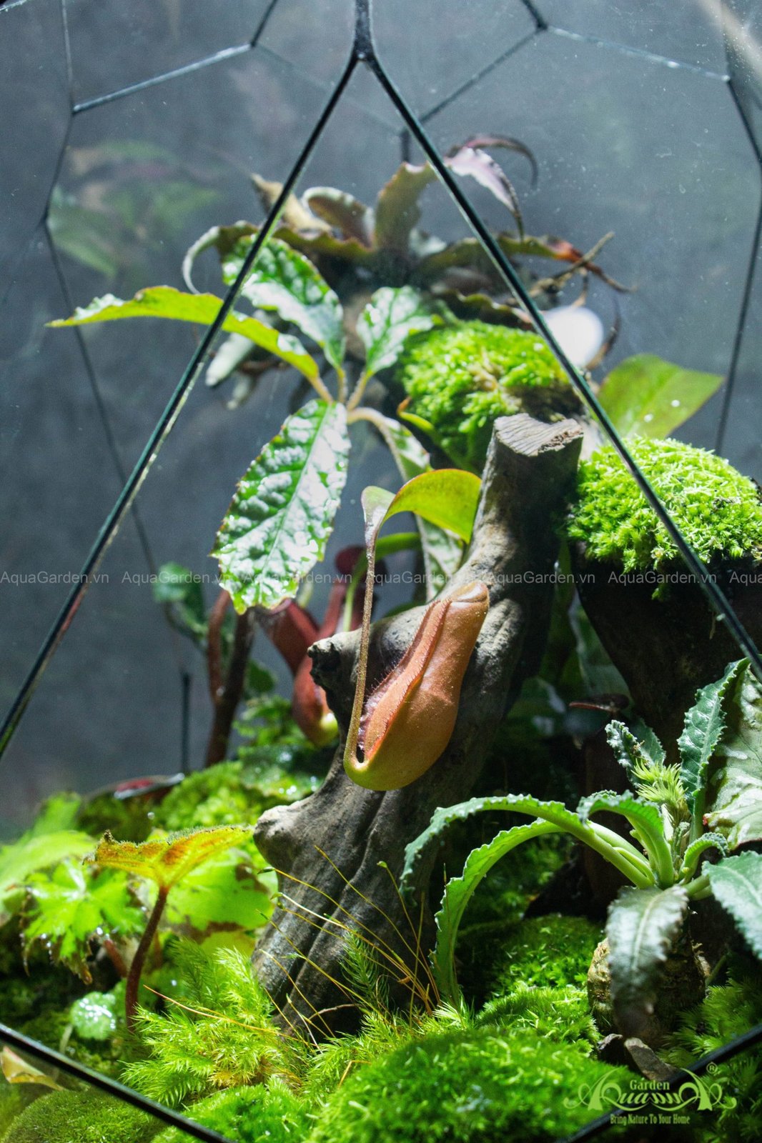 Terrarium 291 - Giấc Mộng Đêm Rừng 2