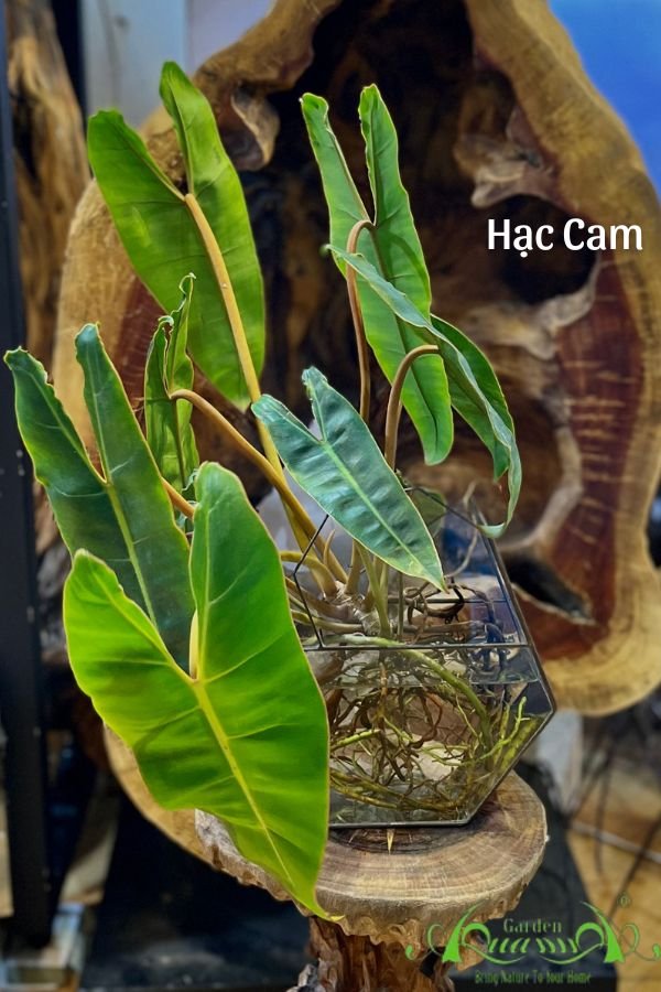 Cây Hạc Cam 01 - Cây Thủy Canh Giống Mới 2