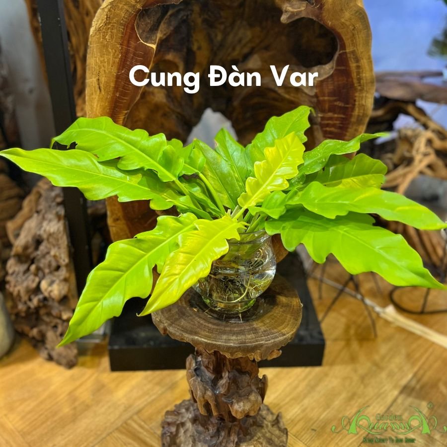 Cây Cung Đàn Var - Cây Thủy Canh