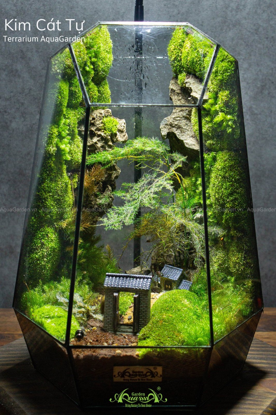 Terrarium 289 - Kim Cát Tự 2
