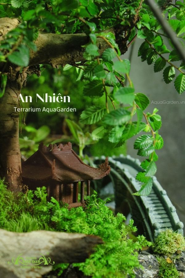 Terrarium 283 - An Nhiên 3