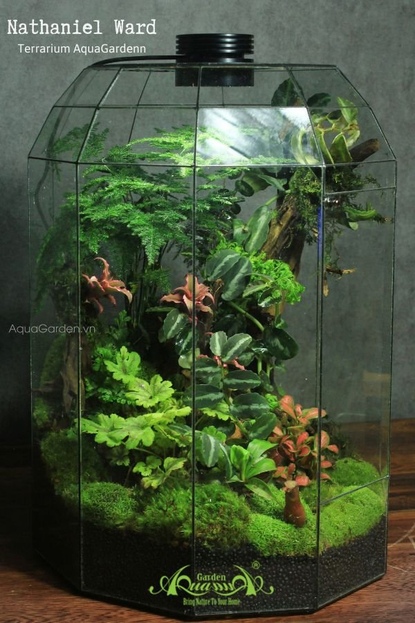 Terrarium 280 - Nathaniel Ward 2