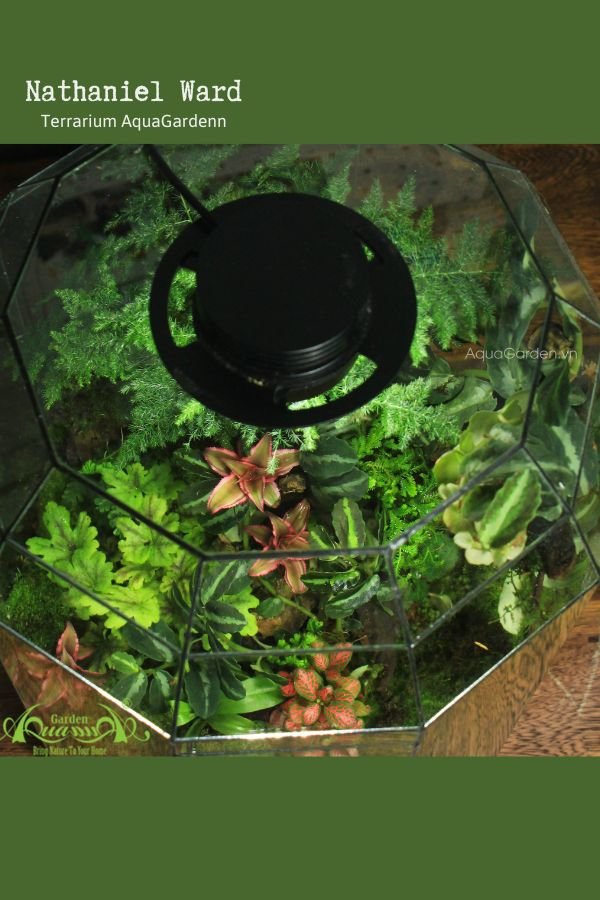 Terrarium 280 - Nathaniel Ward 3