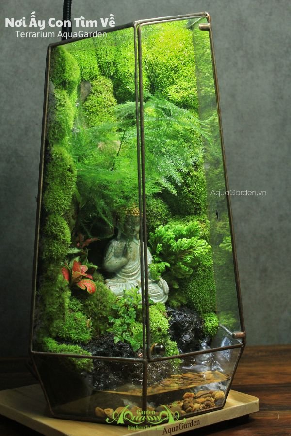 Terrarium 278 - Nơi Ấy Con Tìm Về 2