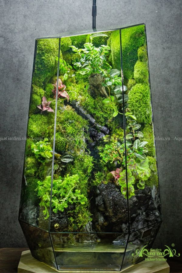 Terrarium 275 - Rừng Đêm 2