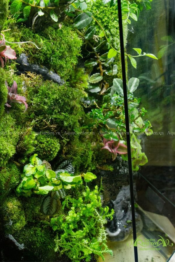 Terrarium 275 - Rừng Đêm 3
