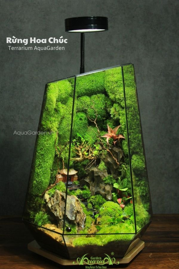 Terrarium 274 - Rừng Hoa Chúc