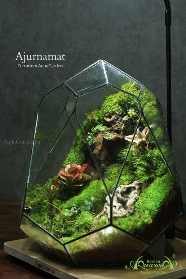Terrarium 264 - Ajurnamat 3