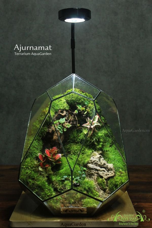 Terrarium 264 - Ajurnamat 2