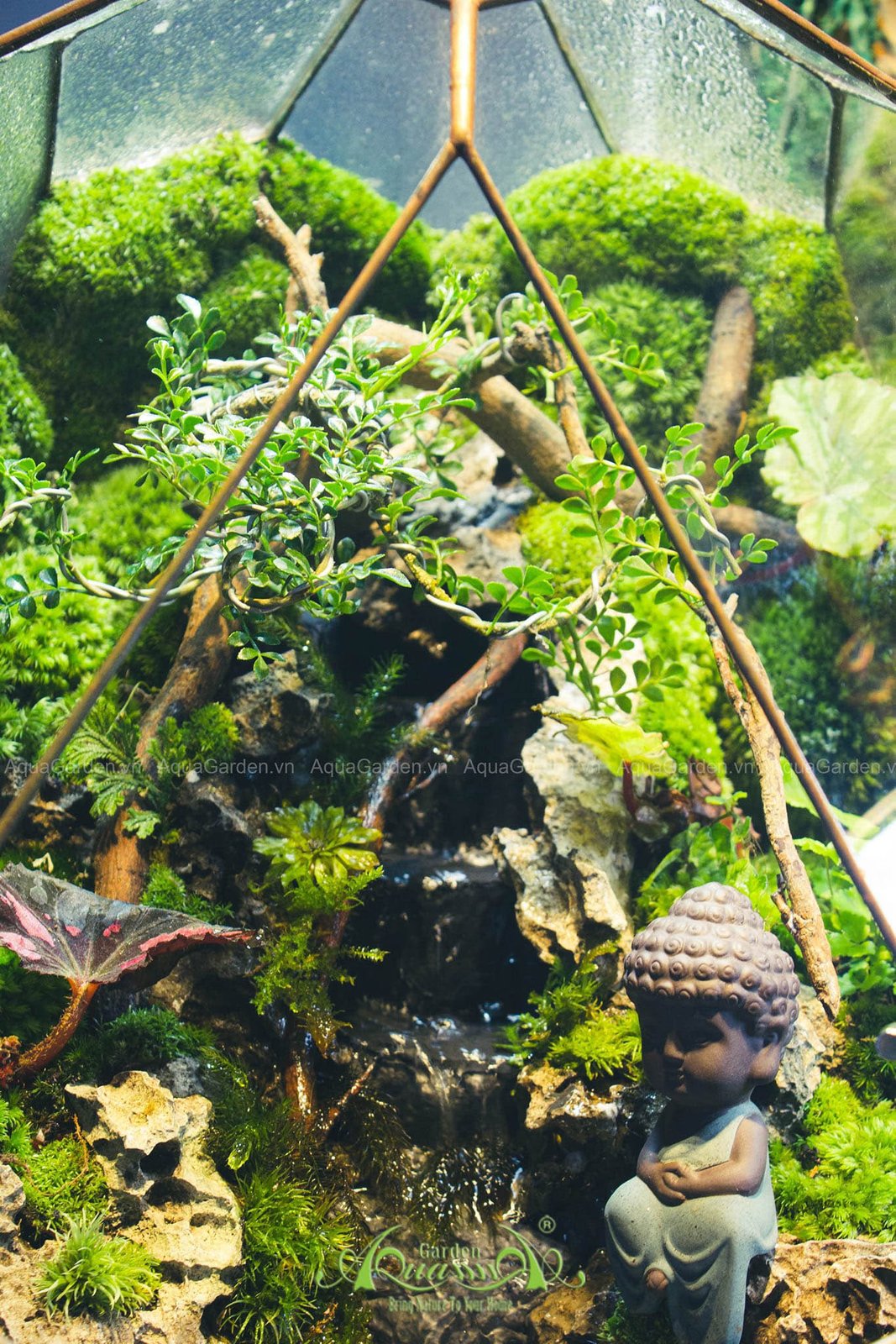 Terrarium 262 - Phúc 2