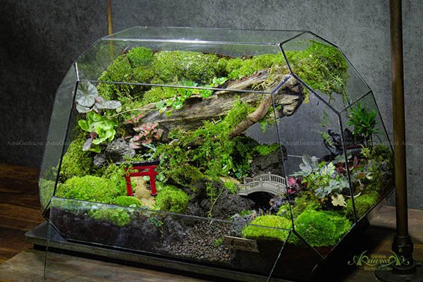 Terrarium 258 - Bình yên một sớm mai - Ô thước kiều 2