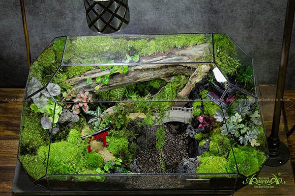 Terrarium 258 - Bình yên một sớm mai - Ô thước kiều 3