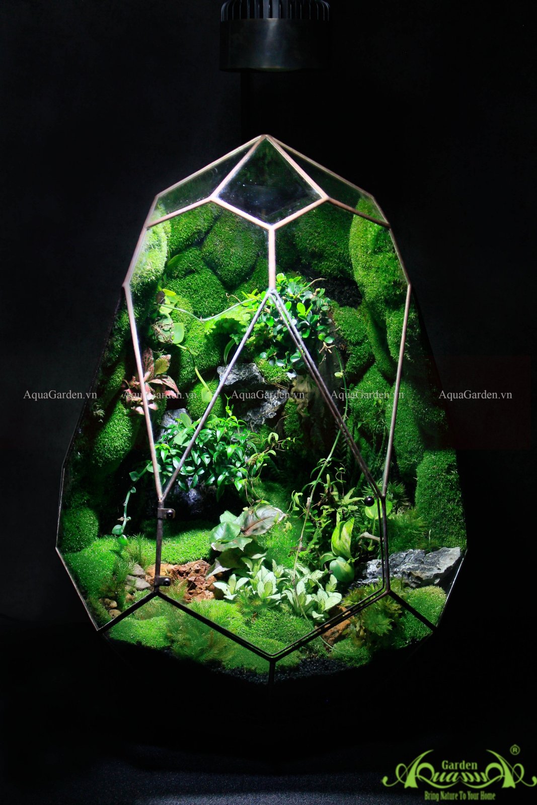 Terrarium 251 - Jardin
