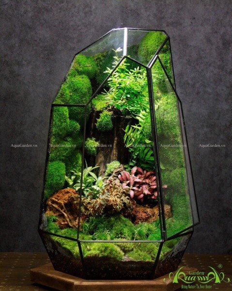 Terrarium 248 - Destiny