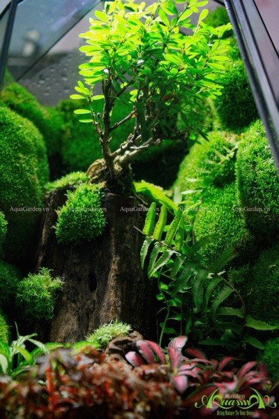 Terrarium 248 - Destiny 2