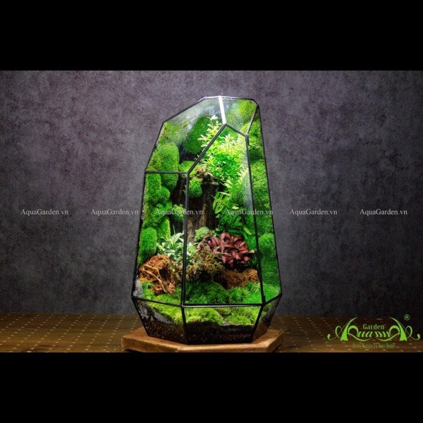 Terrarium 248 - Destiny 3