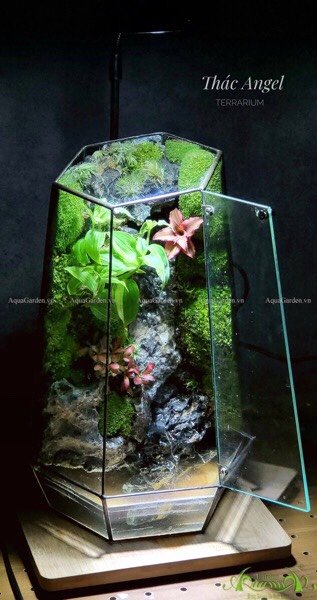 Terrarium 246 - Thác Angel 2
