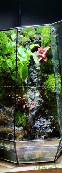 Terrarium 246 - Thác Angel 3