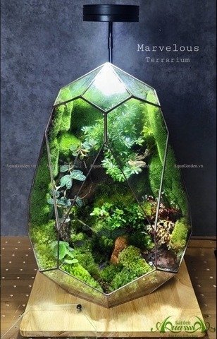 Terrarium 242 - Ông Bà Anh 3