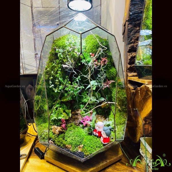 Terrarium 242 - Ông Bà Anh 2