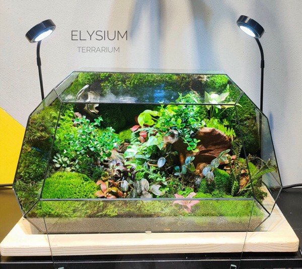 Terrarium 241 - Elysium - La la land