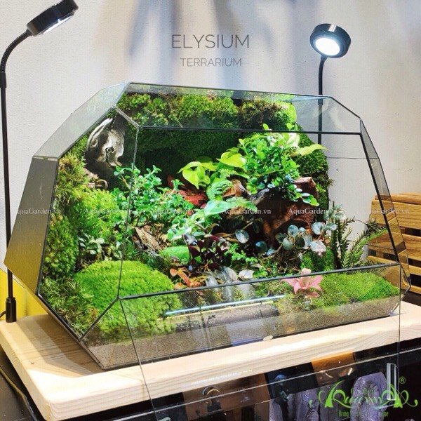 Terrarium 241 - Elysium - La la land 2
