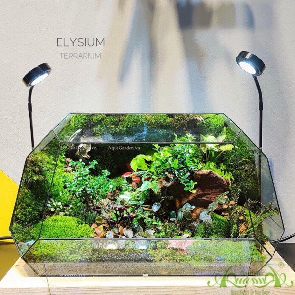 Terrarium 241 - Elysium - La la land 3