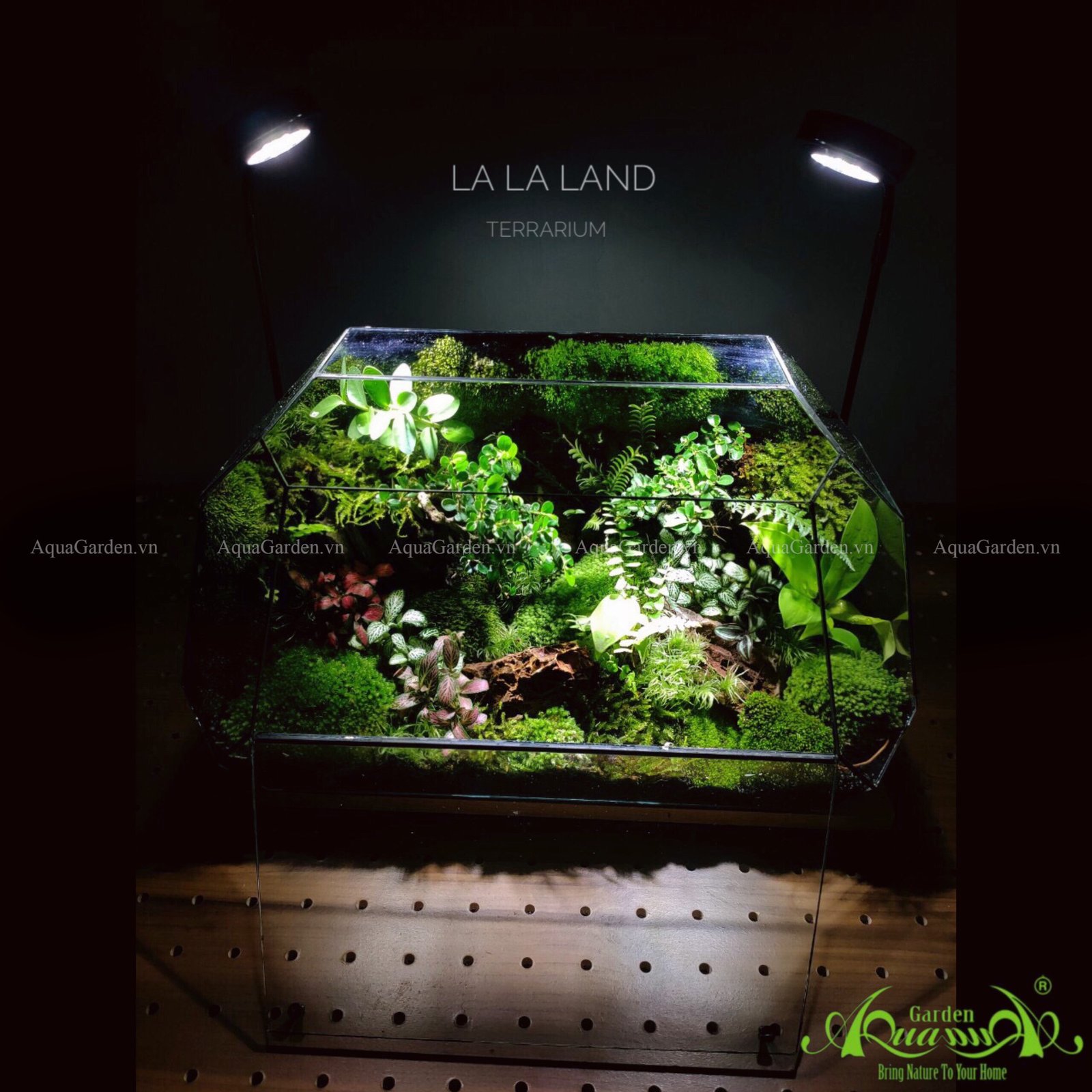 Terrarium 240 - La la land 3