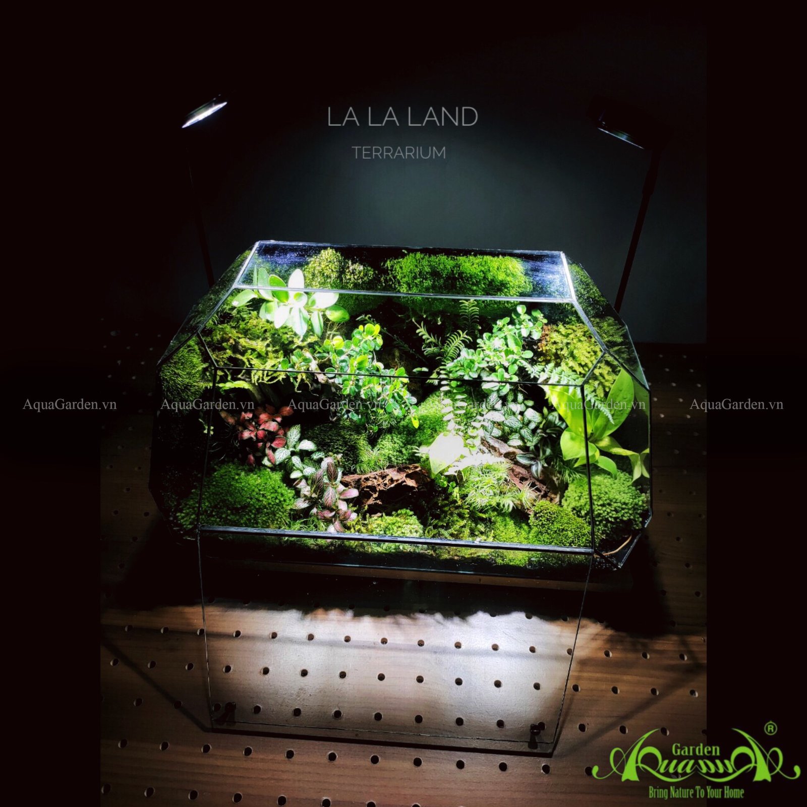 Terrarium 240 - La la land