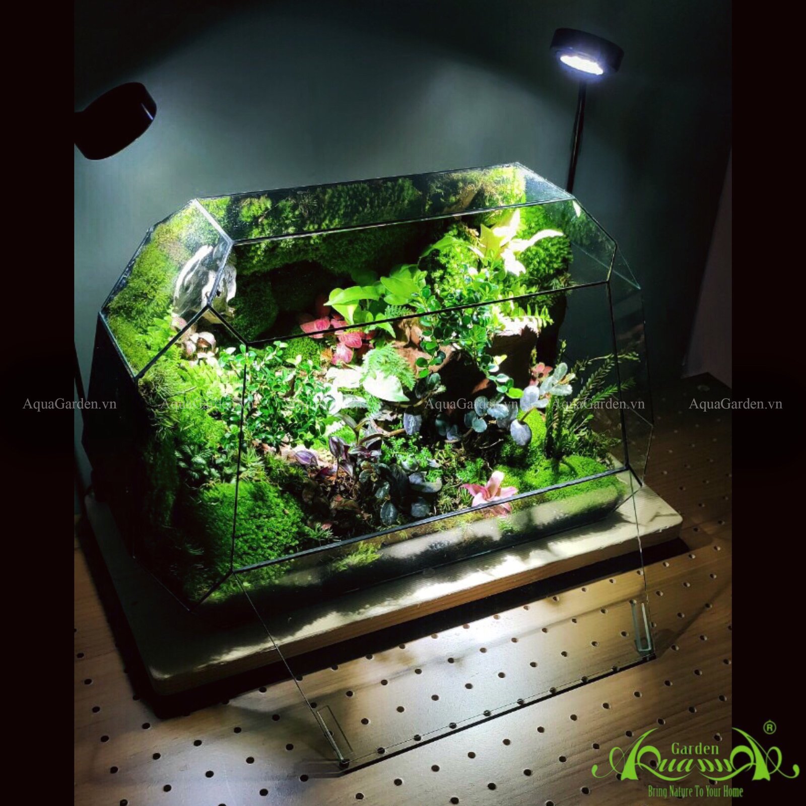 Terrarium 240 - La la land 2