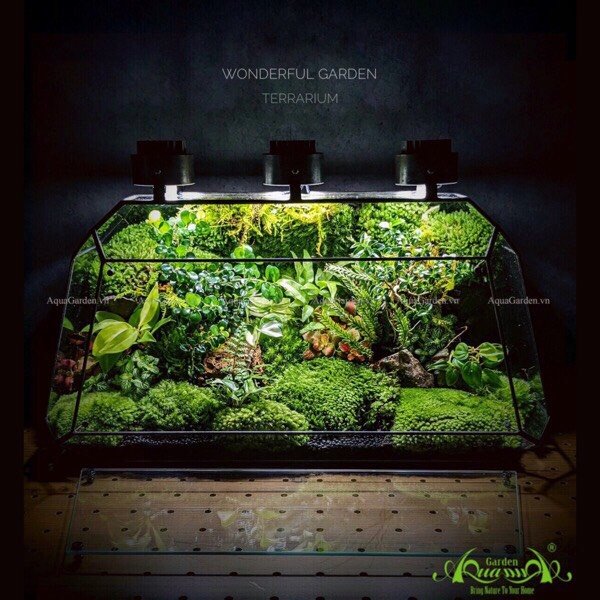 Terrarium 237 - Wonderful Garden 2