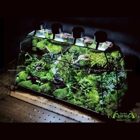 Terrarium 237 - Wonderful Garden 3