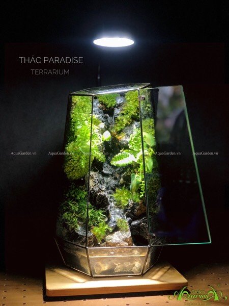 Terrarium 231 - Thác Paradise 3