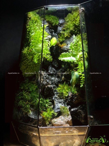 Terrarium 231 - Thác Paradise 2