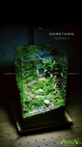 Terrarium 229 - Hometown